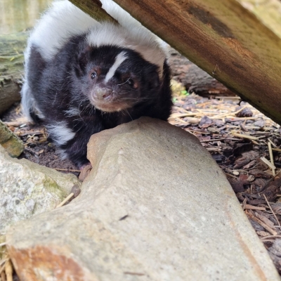 Skunky - Mouffette rayée - De Zonnegloed - Refuge pour animaux
